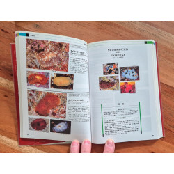 Opisthobranchs of Ryukyu islands